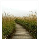 하얀기쁨 이미지