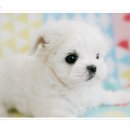 하얀강아지 이미지
