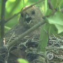 순천만둥지 이미지