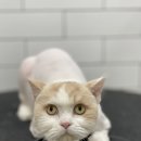 호야네애견샵 이미지