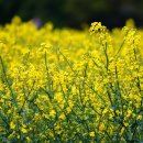 (주)계림조경자재 이미지