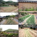 야유당(野遺堂) | 봄날의 살뜰함이 정겨운 야유당(野遺堂) 고택을 가보다~