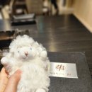 양꼬치구이 촨 | 늑간살 bb 양꼬치구이 촨 @광화문 내돈내산 후기