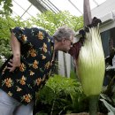 [호주]시체꽃 (Corpse Flower) 이미지