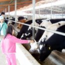 젖소목장 이미지