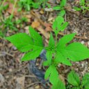 기부엽/ 새순- 단풍잎돼지풀, 담배풀 이미지