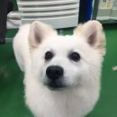 용인시 동물보호센터 Daum카페