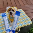 포포(For paw) 이미지