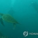 푸른바다 이미지