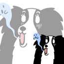 밸런스독 이미지