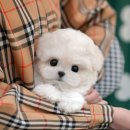 마음에 | 광주강아지분양 여기? 미유펫 마음에 들었던 후기