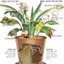 화초 Daum카페