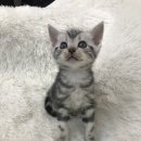 개청순한고양이 이미지