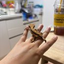 112901-바035-2 | [공지] [크레스티드게코 양육일기] 25일차 냉동 귀뚜라미 거부로 슈퍼푸드 피딩, 새 식구 구마유시(11일차)