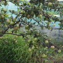 대로농장 이미지