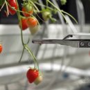 (주)서진팜 이미지