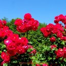 장미공원 주차장 이미지