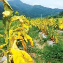 야간작업하고 환풍기 온종일 돌리고…“농축산물 지켜라” 이미지