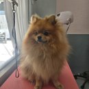 도도하개 이미지