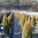 그린카사 이미지