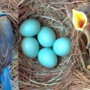 아기 파랑새의 매혹적인 모습: 라이브 Nest Box Cam을 사용한 저속 촬영 동영상 이미지