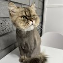 발라당냥 이미지