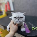 은밀하개위대하개 이미지