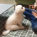 말랑 Daum카페