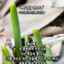 핸드폰 배경화면&잠금화면_20230129_요한복음 8장 12절_예수님을 만나라_주현절 후 네 번째 주일 묵상_싹이 올라온 수선화_교회 이미지