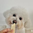 와락펫푸드 이미지