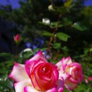 하늘나라식당 이미지