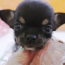 가정견1회분양 이미지