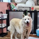 마이핫독 이미지