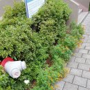 둔산스마일의원 이미지