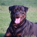 카리스마 이미지