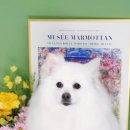 소우주 애견미용실 이미지