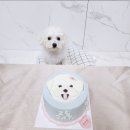 우다당 | 부산 강아지케이크 수제간식 전포동 우다당 후기