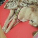 이화동물병원 이미지