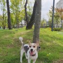 올데이독 이미지