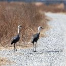 두루미로 이미지