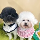 러블리펫샵 이미지