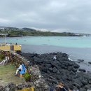 봄날애견 이미지