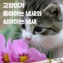 부산고양이장례 : 고양이가 좋아하는 냄새, 싫어하는 냄새