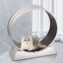🐱 “고양이가 미친 듯이 뛴다”… 집에서 운동 끝판왕! 캣휠 후기🔥