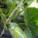 제일종묘농약사 이미지