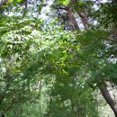 관북리유적 이미지