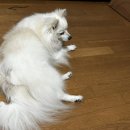 호담동물병원 이미지