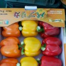 솔비농장 이미지