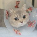 판교 P&P 동물병원 이미지