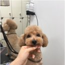미용사(중급) 이미지